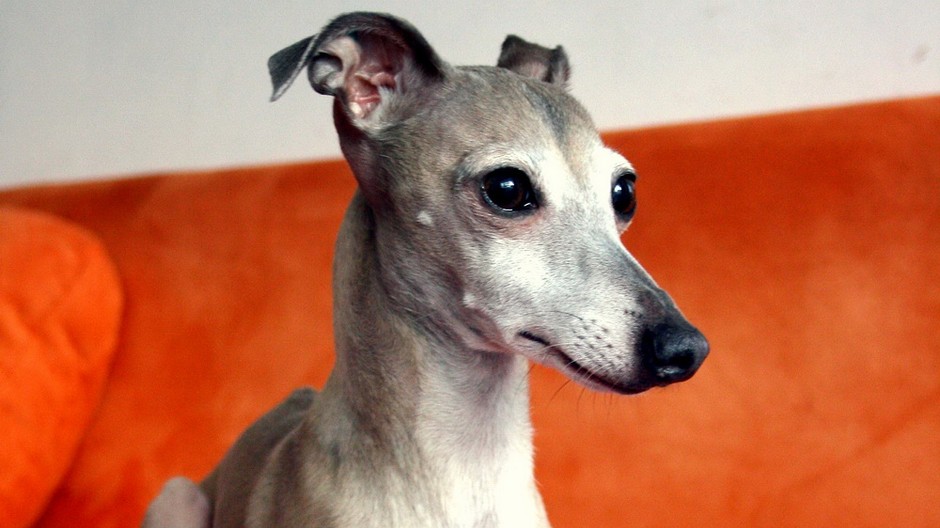 stratena sucka- Taliansky Chrtik