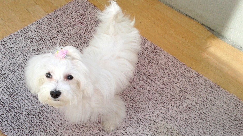 Chcem Vás pooprosiť o pomoc pri hľadaní psíka, ktorý sa stratil 1.4.2012 - ide o bieleho maltezáka - 5mesačnú fenku menom Sofia. Stratila sa na ul. Svornosti v Podunajských Biskupiciach v Bratislave. Je možné, že vybehla na hlavnú ulicu a tam ju niekto na