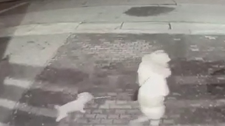 vlčiak zaútočil pri malackách