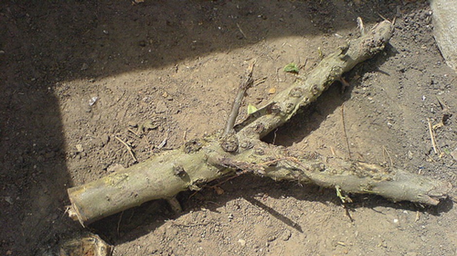 V pondelok sa začne prvá etapa štiepkovania zeleného odpadu