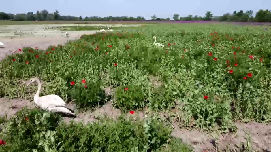 [multi] Nadrogovane labute. 1313