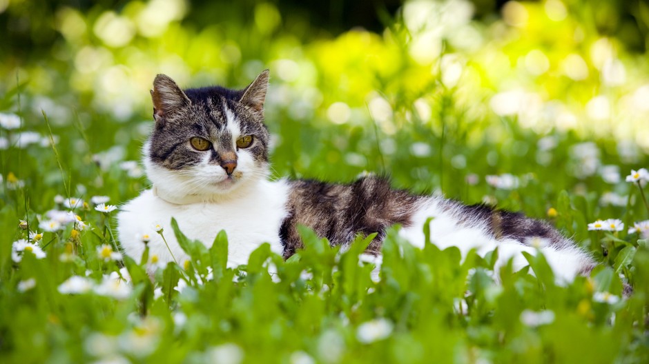 mačka lúka ilustračné foto