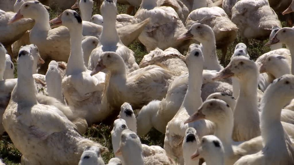 [multi] Vtáčia chrípka opäť útočí. Len 10 kilometrov od našich hraníc museli prijať rázne opatrenia 6958