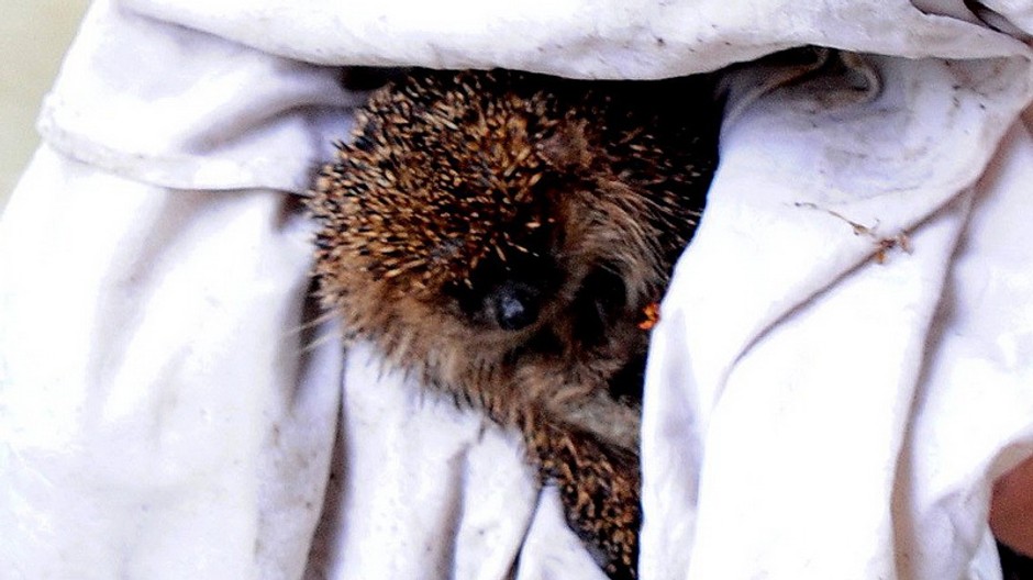 Nezbudská Lúčka  ježko záchrana 4