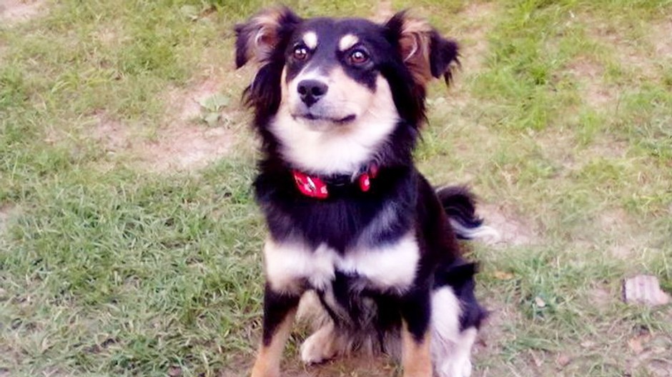 Hľadá sa aj fenka kríženca Lajla! Je z Krásnej nad Hornádom