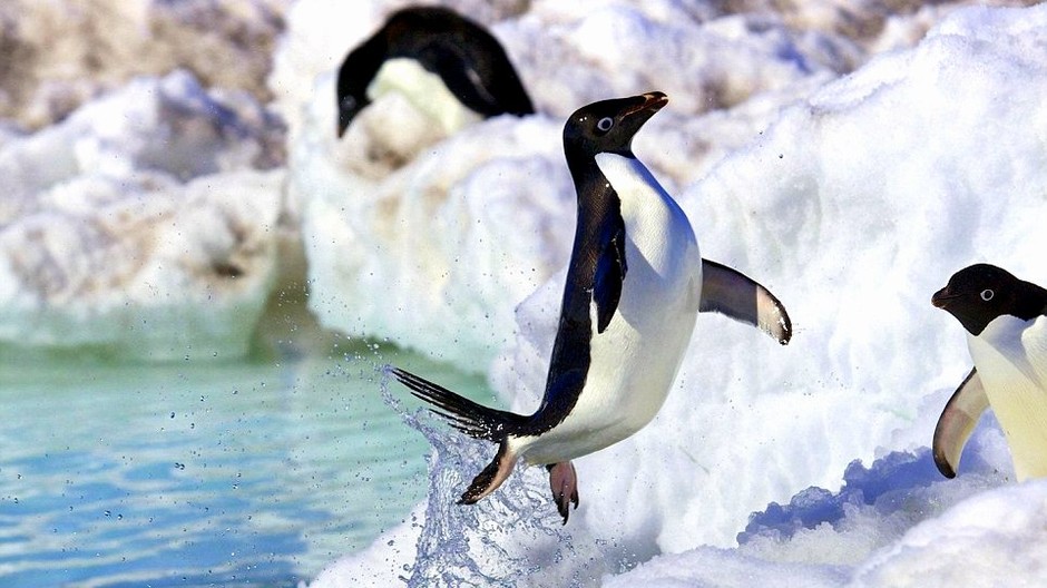 Tučniak Antarktída