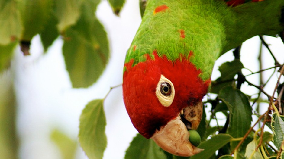 papagaj