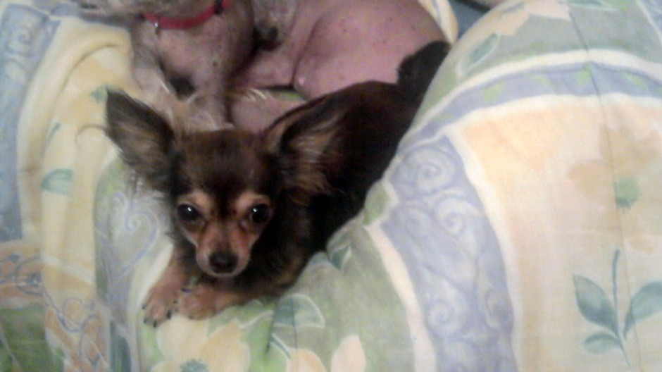 Stratená čivava Čadca