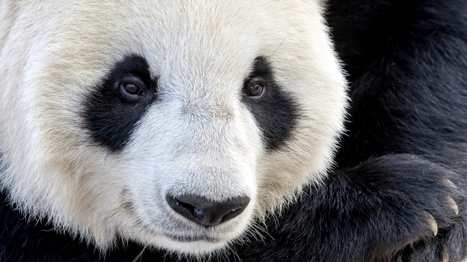 Panda, zviera