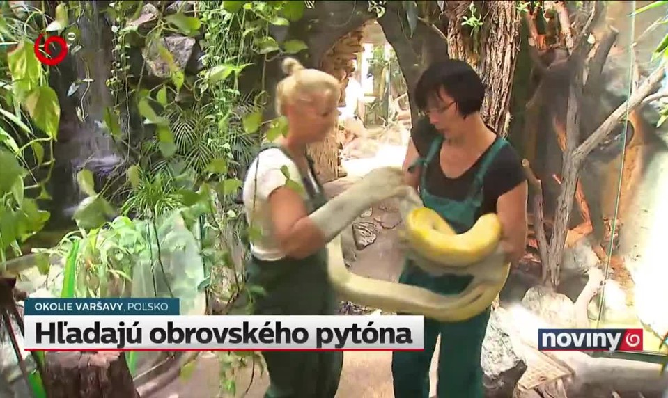 Hľadajú obrovského pytóna