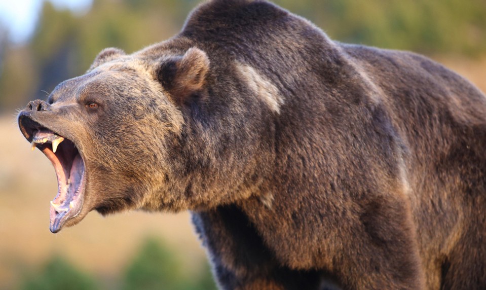 Medveď grizly napadol školákov počas výletu a zranil 11 ľudí