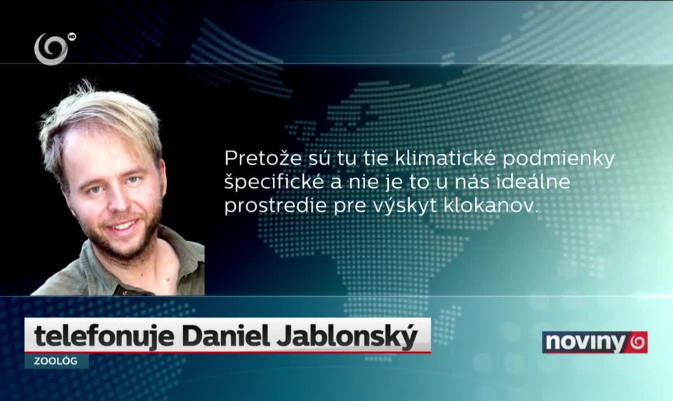 Stratená kengura z Trenčína