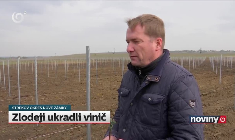 Zlodeji ukradli vinič