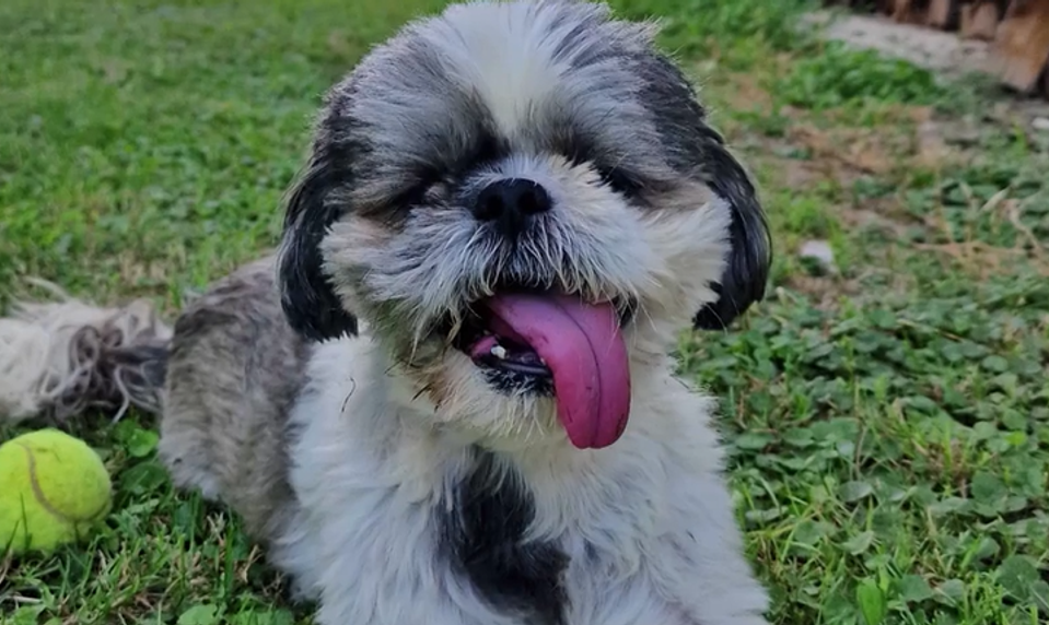 Útok psa: Tehotnú ženu zhodil na zem, jej malého psíka pripravil o život