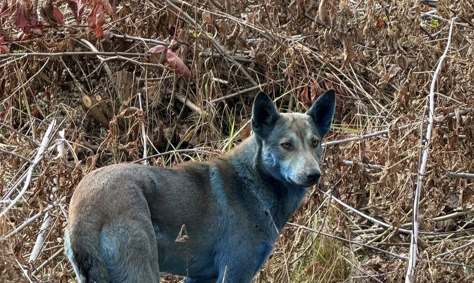 Černobyľskí modrí psi vyvolali senzáciu. Tím expertov odhalil možnú príčinu