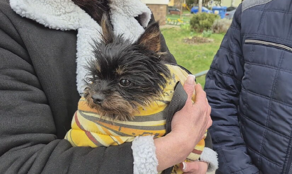 Malý Lucky prežil útok kríženého bojového psa, polícia incident prešetruje