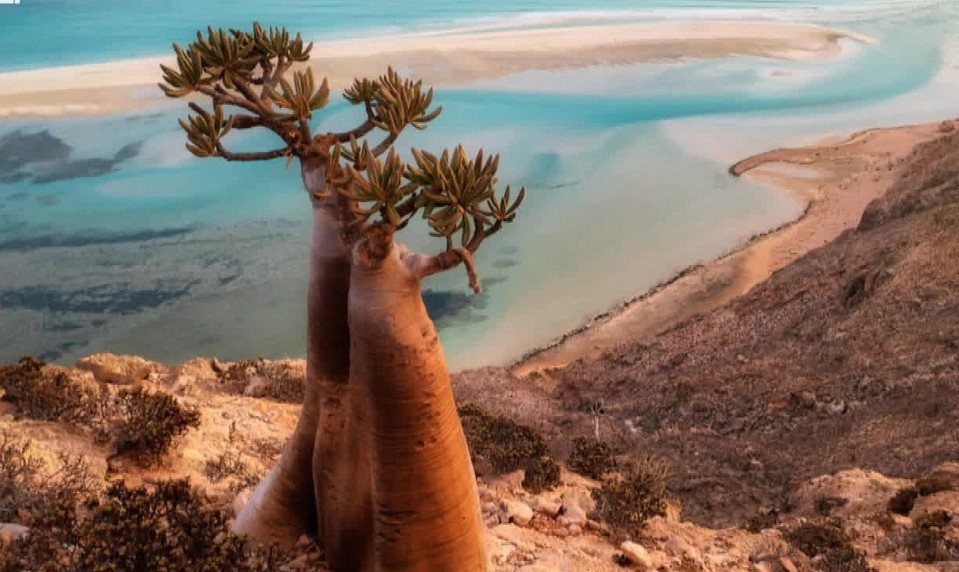 Check-in: Dračí ostrov - Sokotra