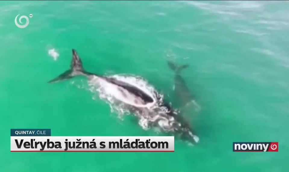 Veľryba južná s mláďaťom