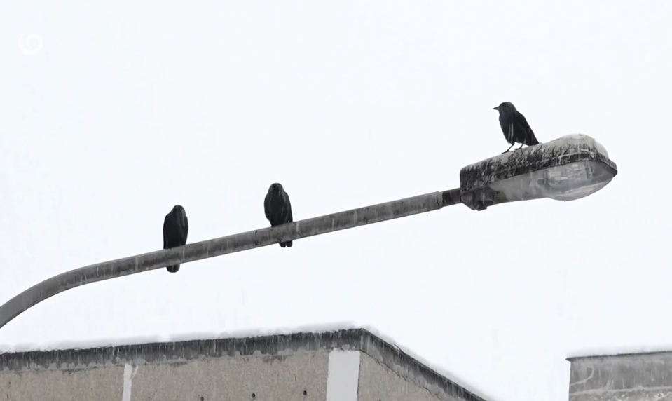 Streľba na vrany v obytnom sídlisku skončila zásahom ženy na balkóne