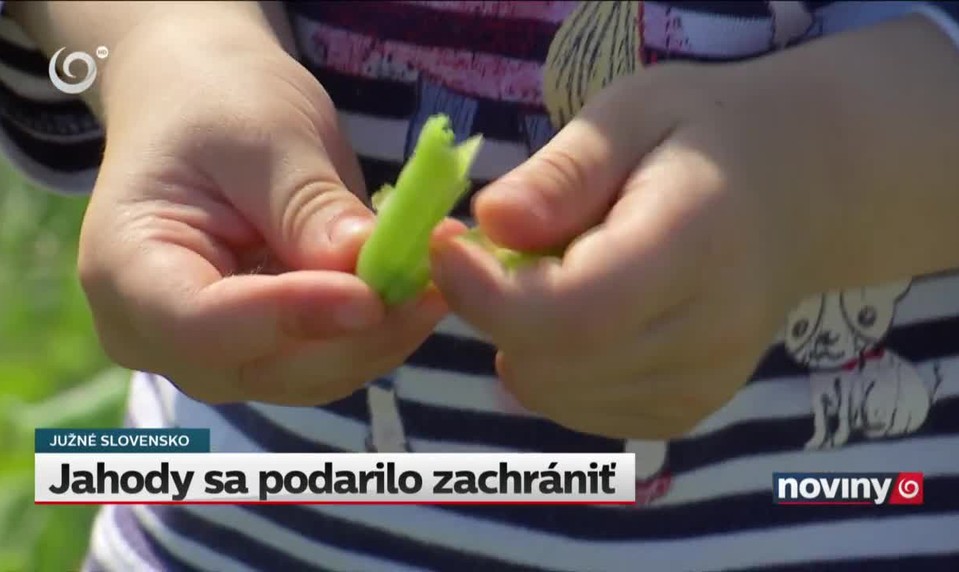 Jahody sa podarilo zachrániť