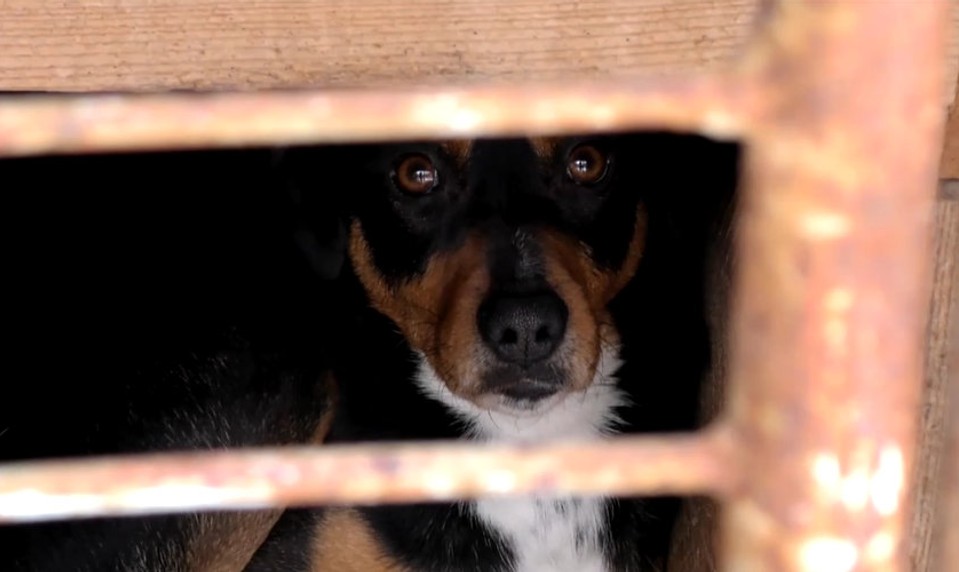 Bratovi sa vyhrážal s garnižou v ruke. V útoku mu zabránil pes