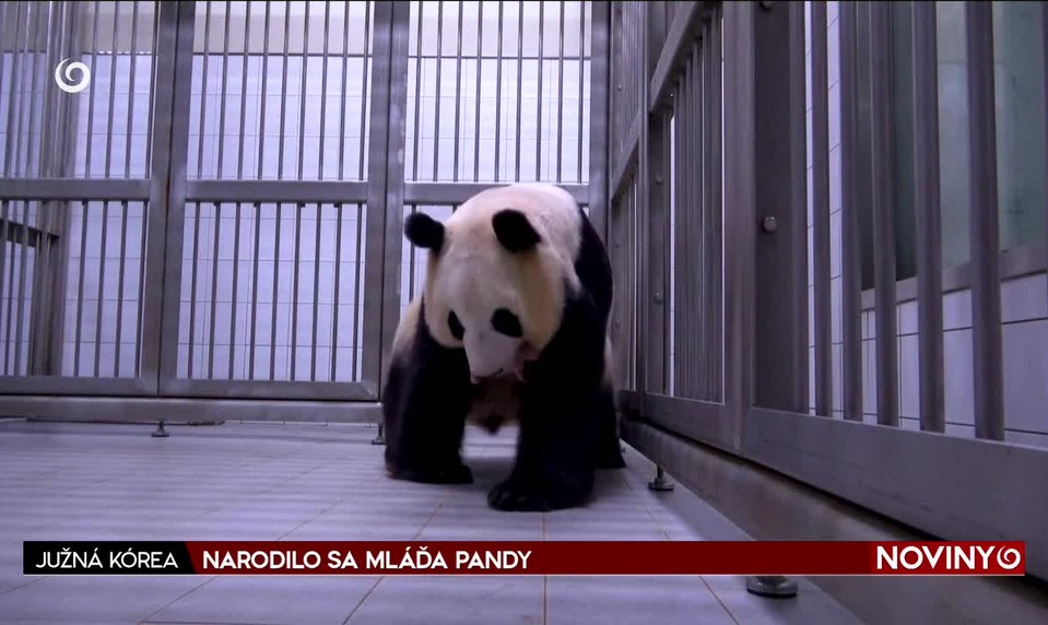 NARODILO SA MLÁĎA PANDY