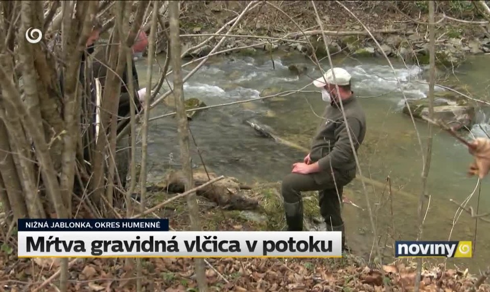 Mŕtva gravidná vlčica v potoku