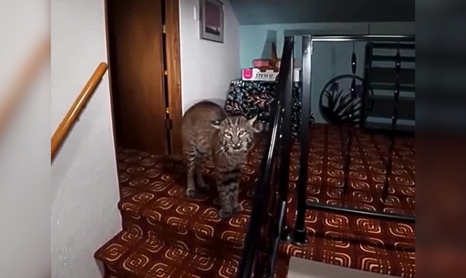 VIDEO: Majiteľ začul podozrivé zvuky a zavolal políciu. Tá našla štvornohého narušiteľa