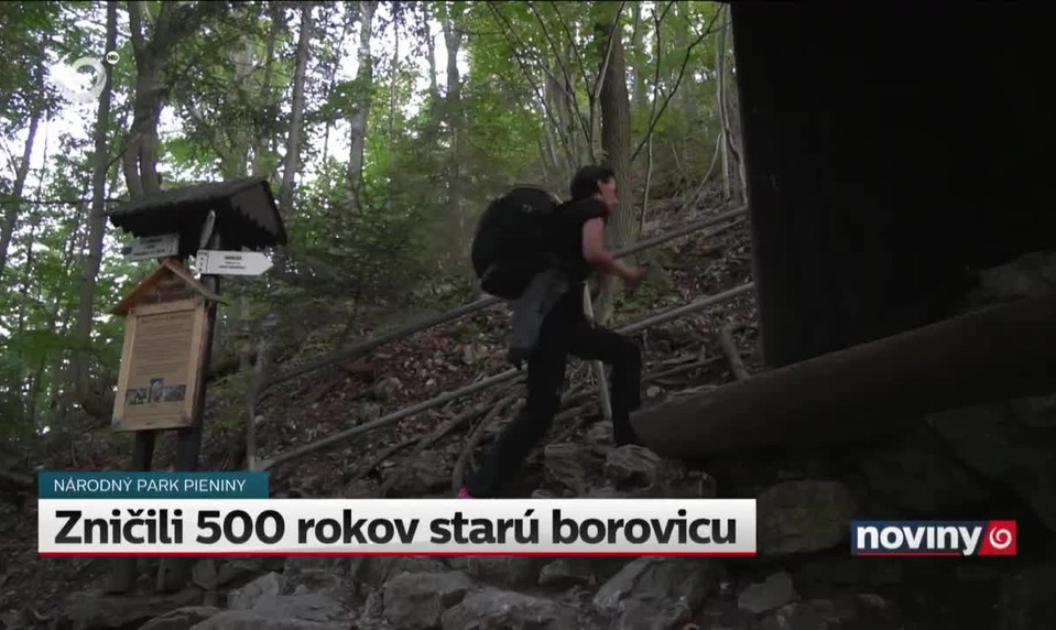 Zničili 500 rokov starú borovicu