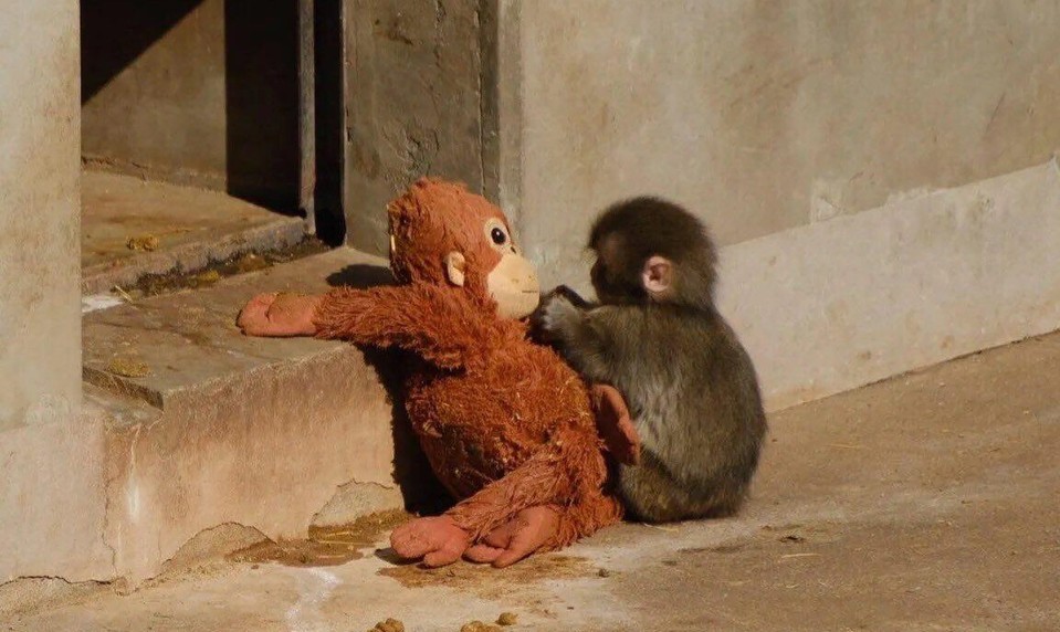 Dojal svet s plyšákom namiesto mamy. Dnes už malý makak nie je sám