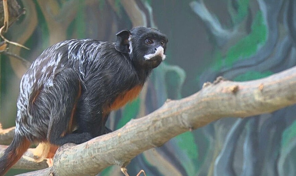 Neuveriteľný prípad: Ukradnutú opicu z francúzskej ZOO našli na Slovensku