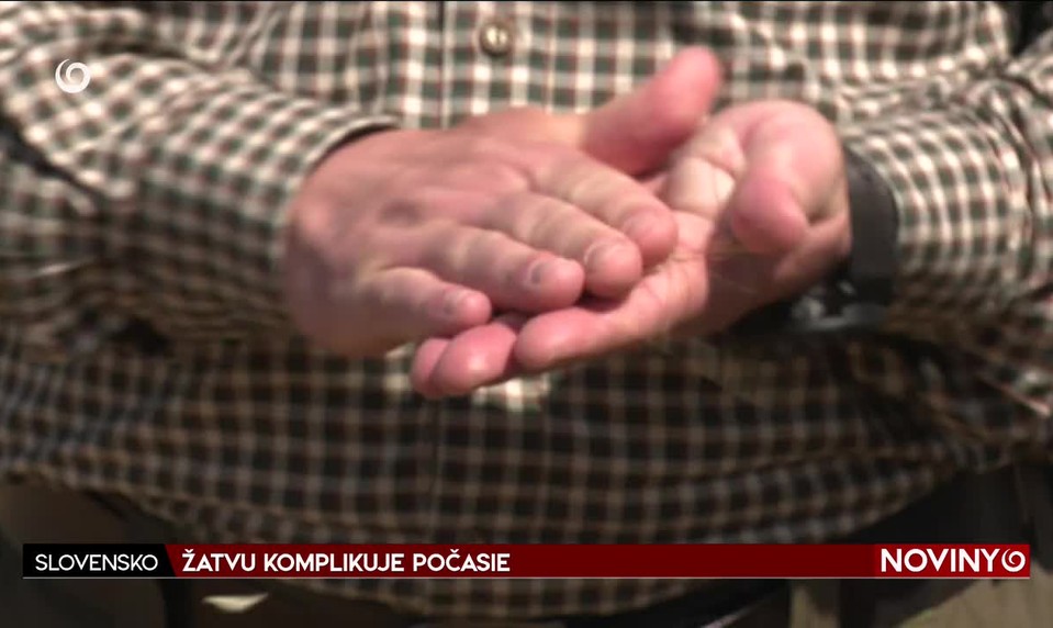 ŽATVU KOMPLIKUJE POČASIE