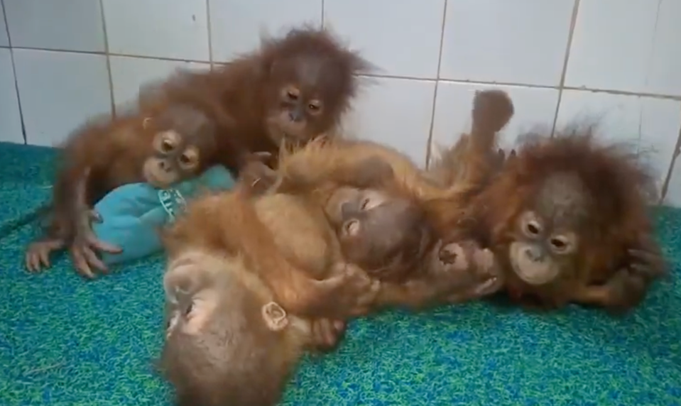Záhada v indickom lese: Päť orangutanov našli tisíce kilometrov od domova