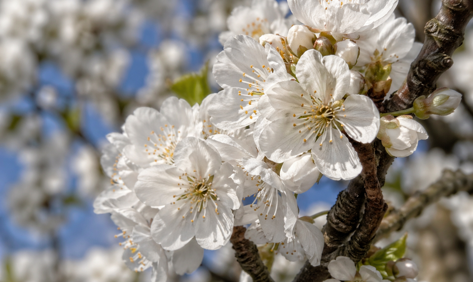 Niektoré choroby sa vracajú na jar i jeseň. Viete, ktoré sú "sezónne diagnózy"?