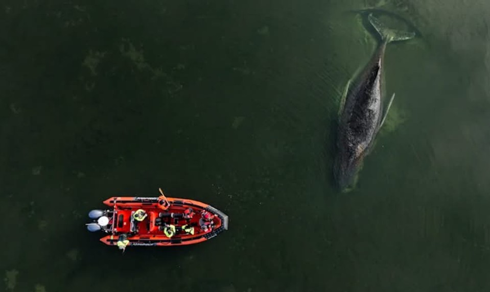 TIMMY je voľný. Uviaznutý keporkak sa dokázal oslobodiť