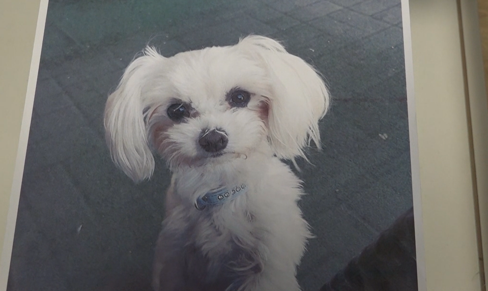 Agresívny pes mal útočiť opakovane. Prípad usmrtenia sučky Lily zostal bez vinníka