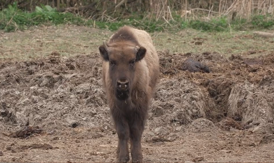 Národný park rozhodol: Osirelé zubríča Mirka poputovala do Bojníc