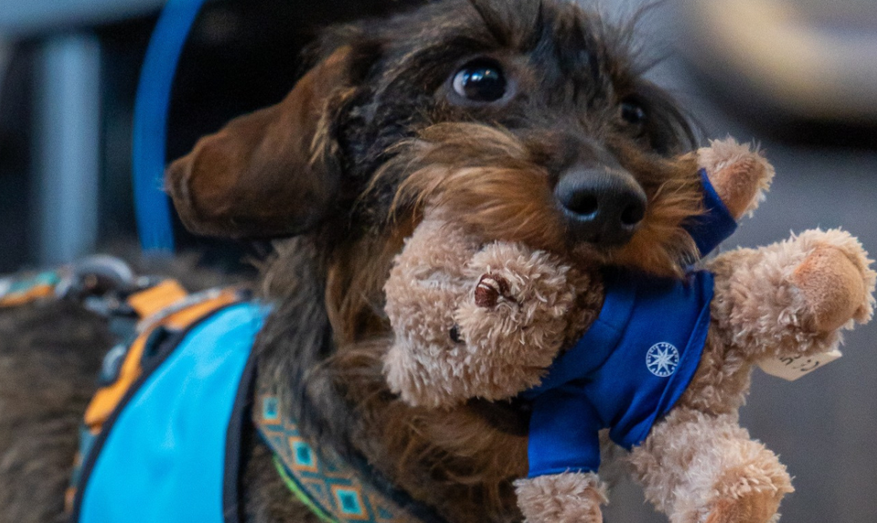 Polícia nasadila tajnú zbraň: Chlpatí asistenti pomáhajú najzraniteľnejším!