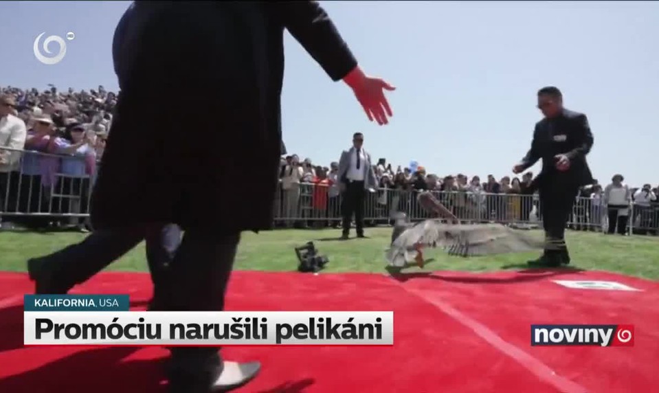 Promóciu narušili pelikáni