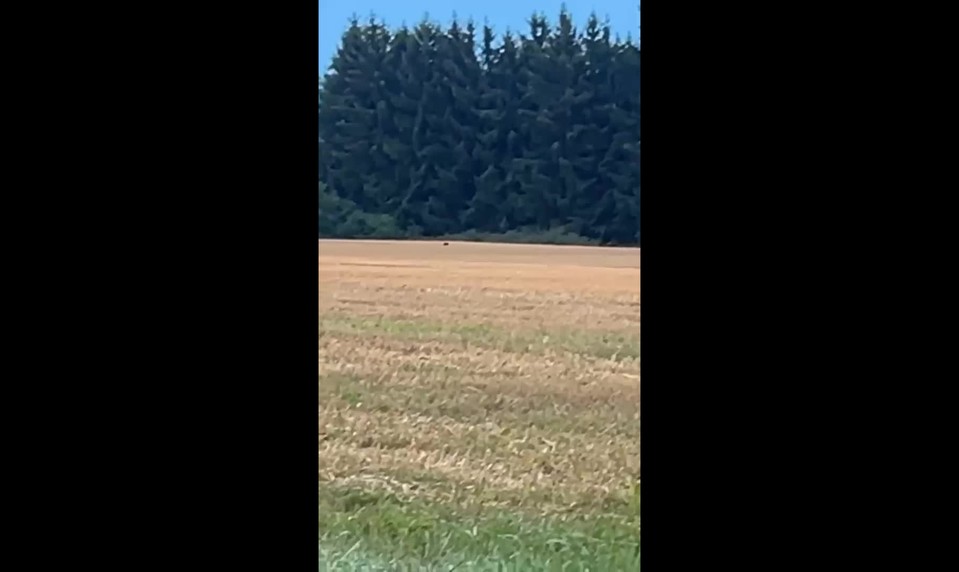V Česku sa zrejme pohybuje veľká mačkovitá šelma. Ľudia majú byť obozretní