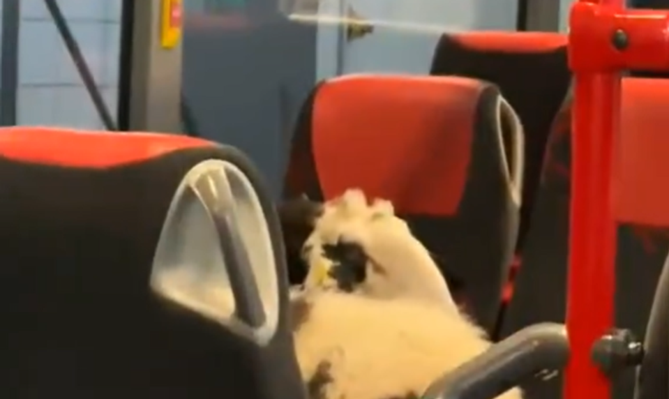 Nezvyčajná pasažierka: Ovca nastúpila do autobusu a previezla sa aj cez umývačku