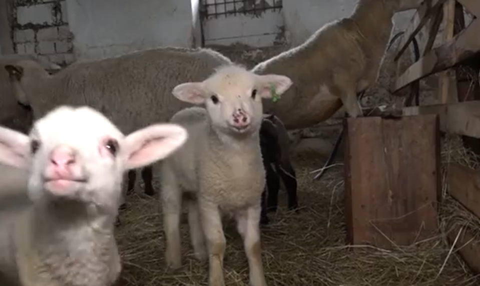 Zlodeji ukradli desiatky jahniat. Niektoré im vraj utiekli, no podľa farmára ich predali