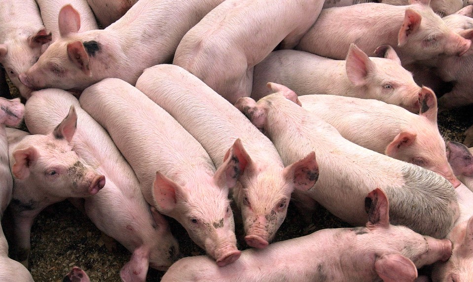 V obci Lovča potvrdili ohnisko moru ošípaných v komerčnom chove
