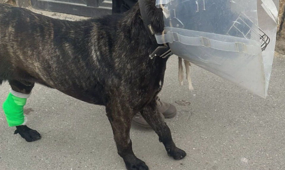 Majiteľ napadol na svojho psa nožom. Po brutálnom útoku vyplávali znepokojujúce fakty