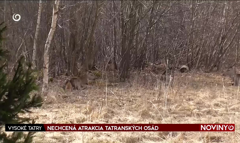 NECHCENÁ ATRAKCIA TATRANSKÝCH OSÁD