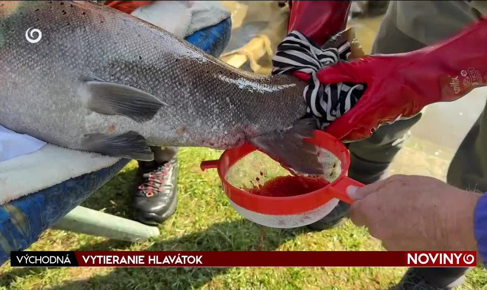 VYTIERANIE HLAVÁTOK