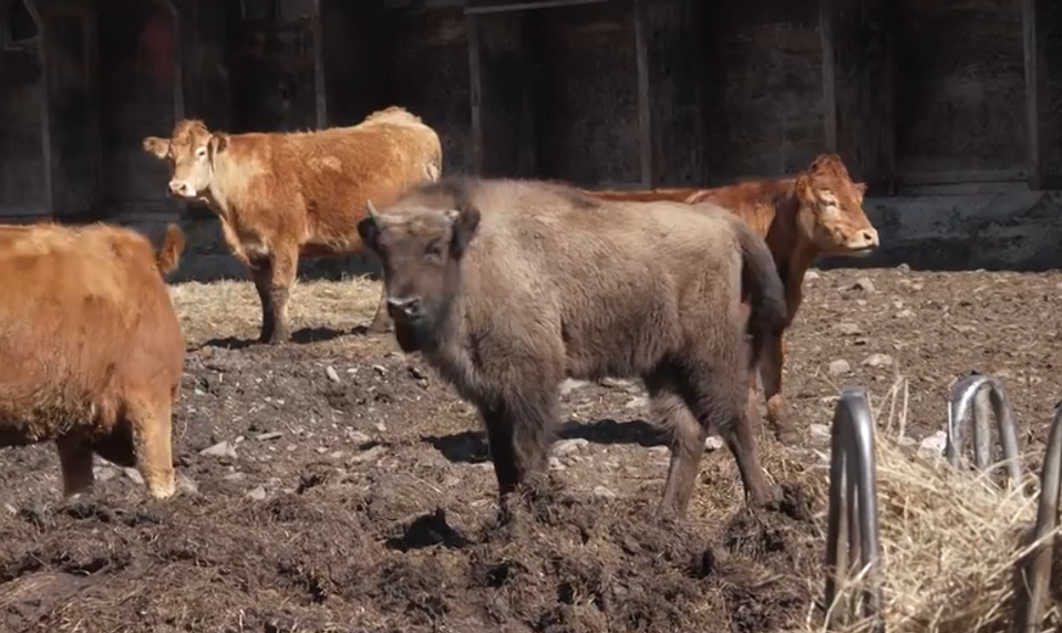 V Poloninách našli mŕtvu zubricu, po samici zostalo ročné mláďa