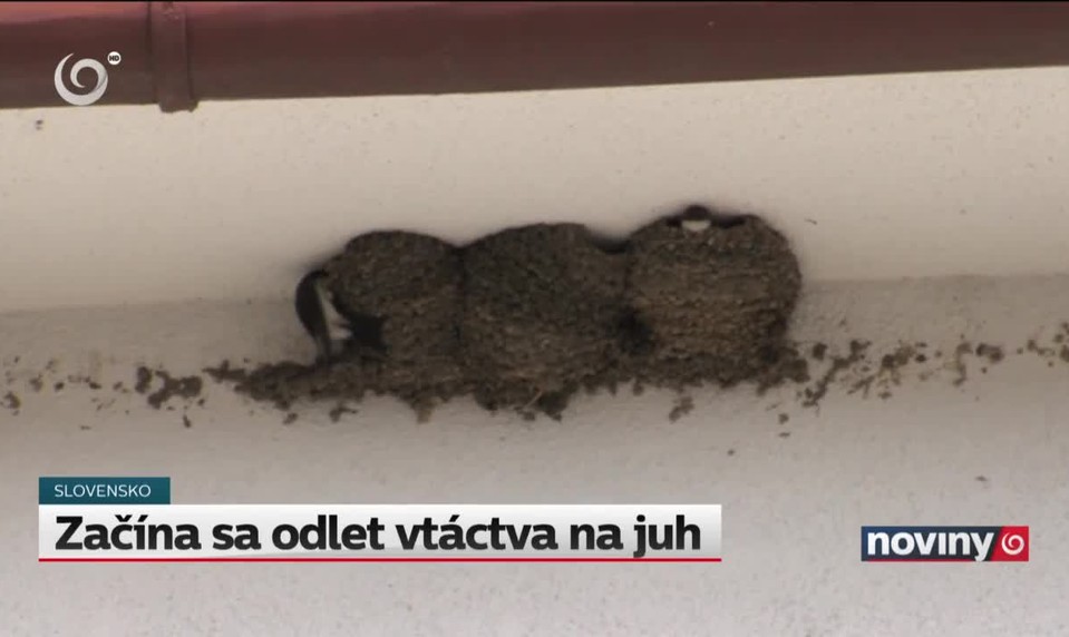 Začína sa odlet vtáctva na juh