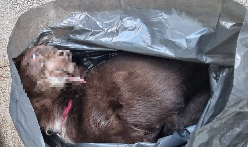 Muž brutálnym spôsobom zabil psíka svojej partnerky za to, že odmietla jeho sexuálne požiadavky