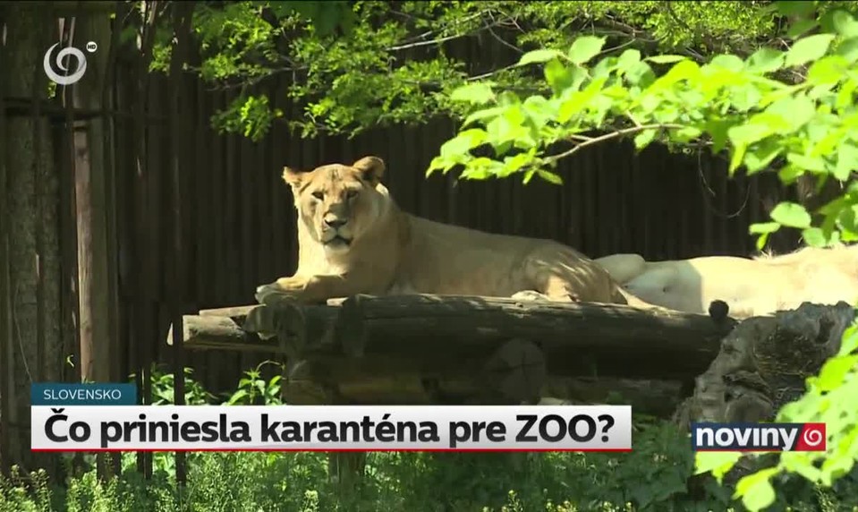Čo priniesla karanténa pre ZOO?
